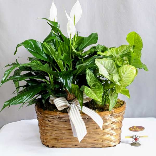 Peace Lily & Arrowhead- 6" Planter
