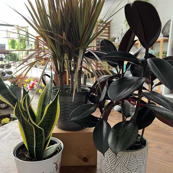 6" Houseplant