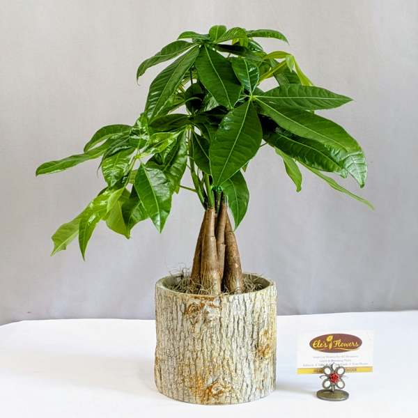 Money Tree - 4" Planter