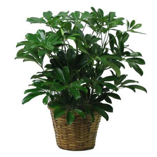 Potted green houseplant in a woven basket