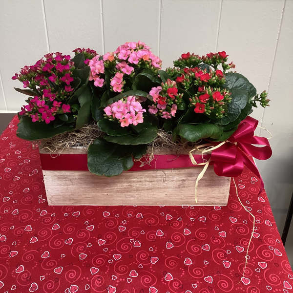 Potted flowering plants in a wooden gift box with a red ribbon