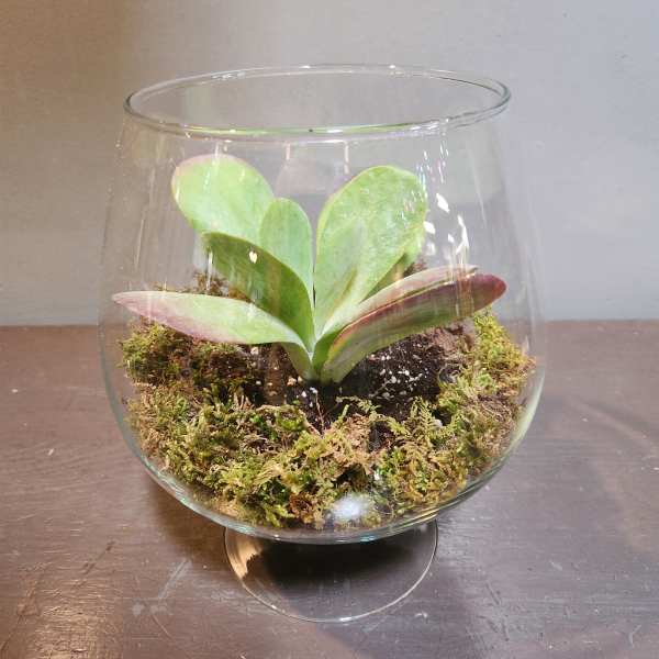 Plants: Succulent Terrarium - Peace