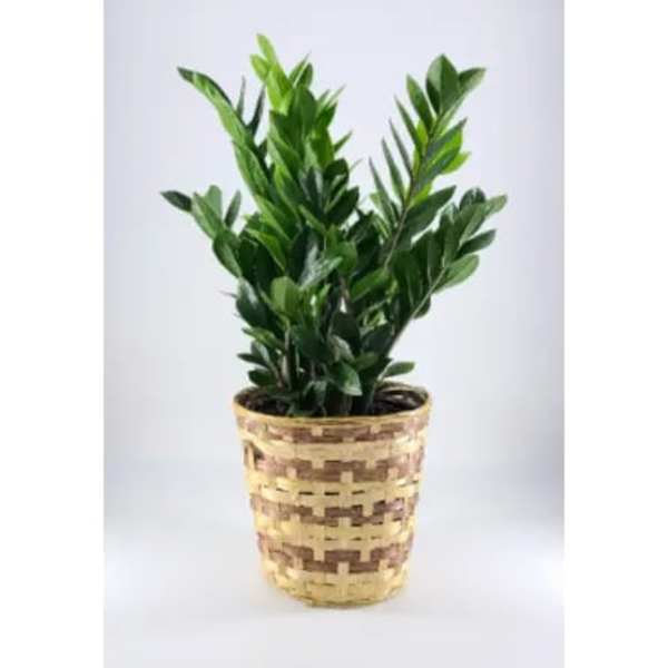 ZZ Plant Zanzibar
