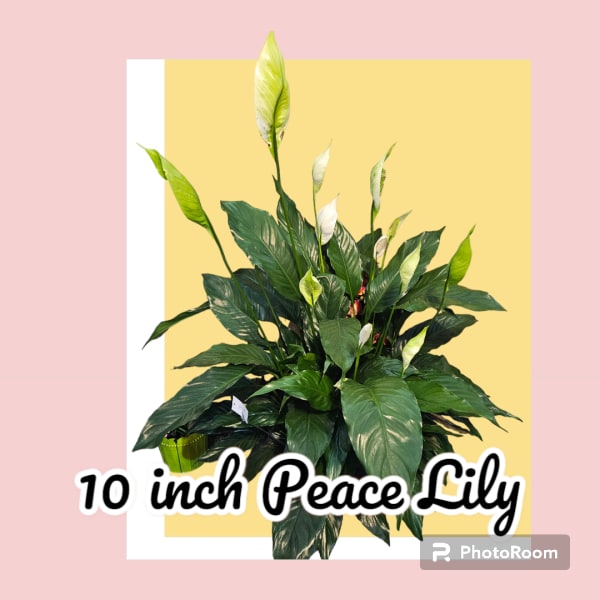 Potted peace lily with white blooms and dark green leaves