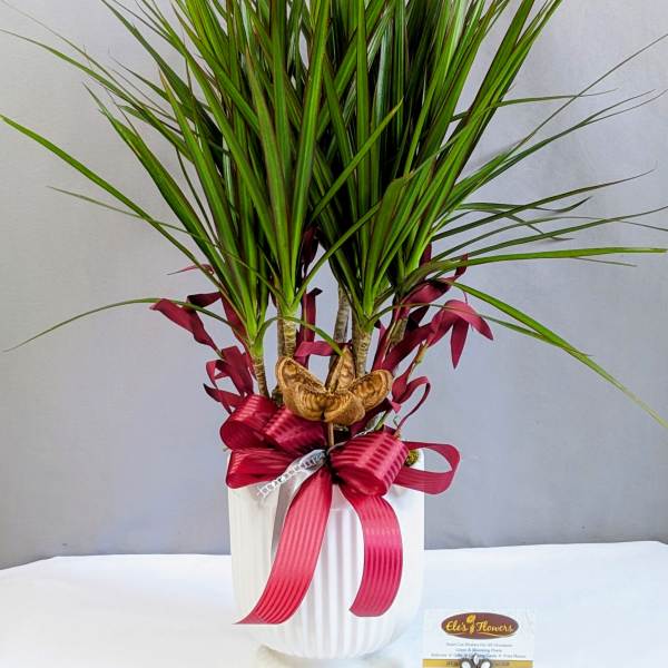 Majestic Marginata - 6" Planter