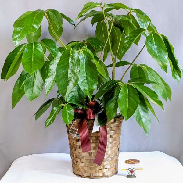 Stately Schefflera Plant - 8"