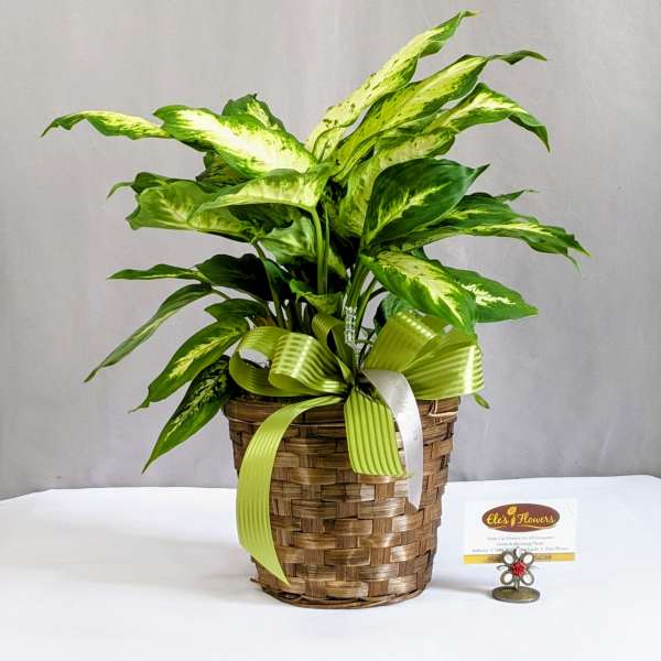 Distinct Dieffenbachia - 6" Planter