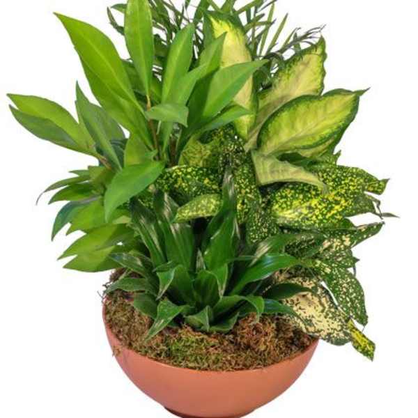 Indoor Garden