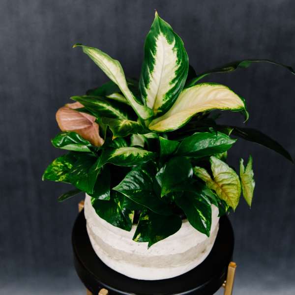 Potted variegated houseplant with broad green and cream leaves