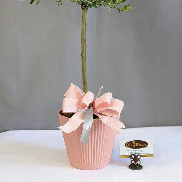 Nishiki Willow Topiary - 6" Planter