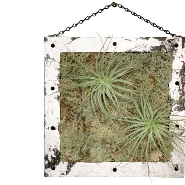 Airplants / Art Wall / Twin