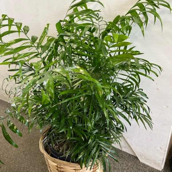 Palm