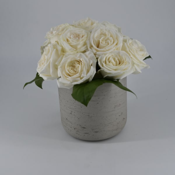Concrete Rose