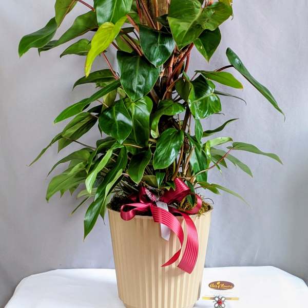 Philodendron "Burgundy Princess" Totem Pole - 8" Planter