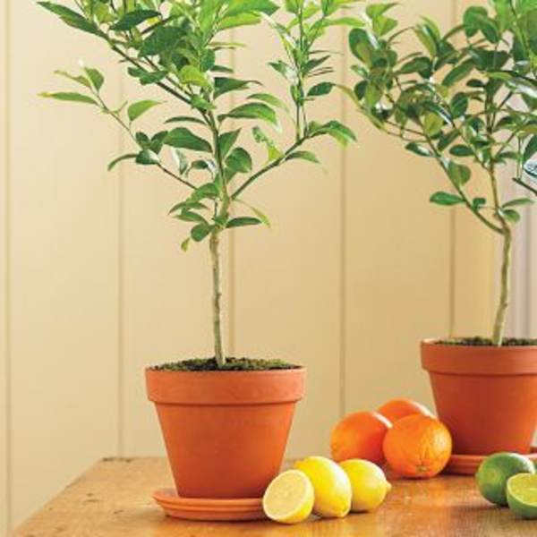 MEYER LEMON