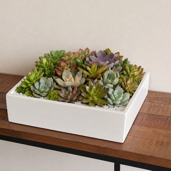 DC Urban Succulent Garden
