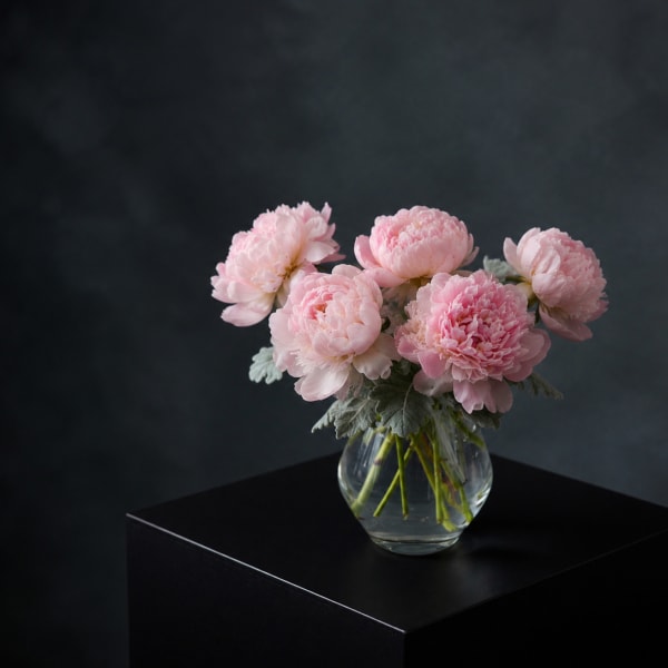Blush and Bloom Peonies
