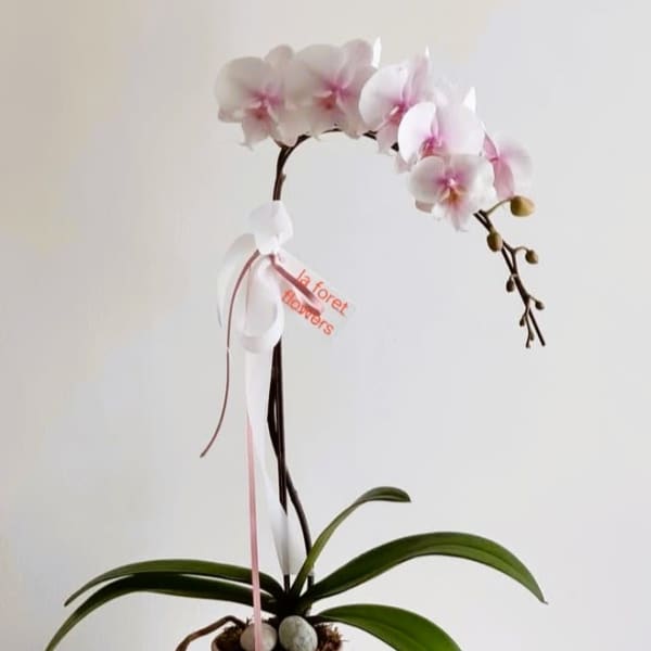 Pink and white orchid plant in a blush ceramic pot with a ribbon