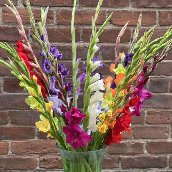Graceful Gladiolus