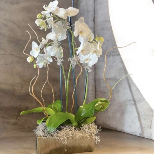 Orchid Garden