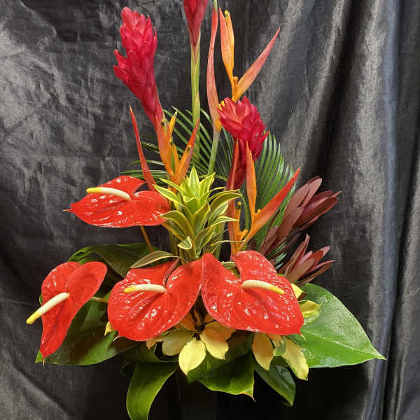 The Aloha Princess [new photo]
