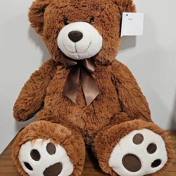 Adorable brown bear