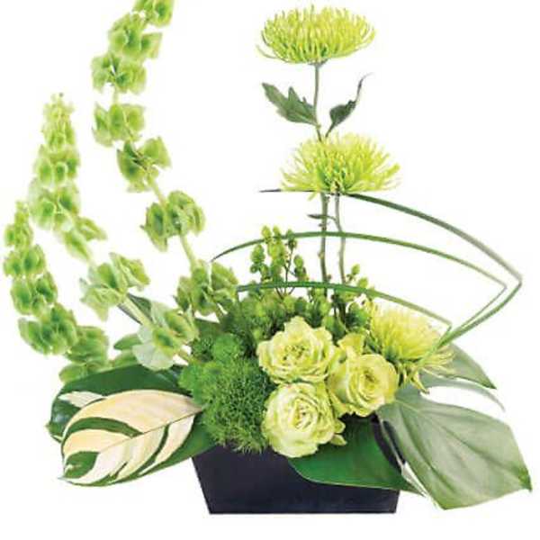Lovely Lime