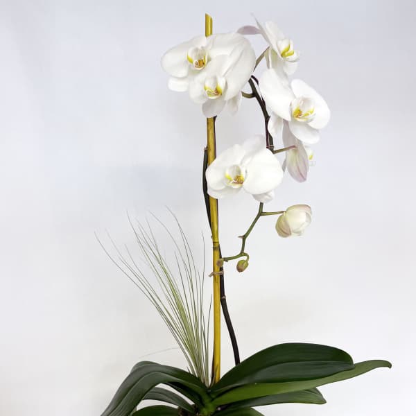 White orchid plant in a white textured pot