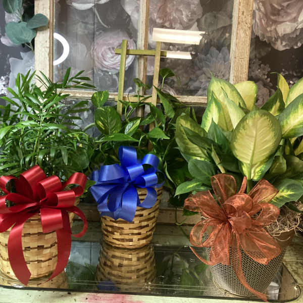 Three potted houseplants in woven baskets with large ribbon bows