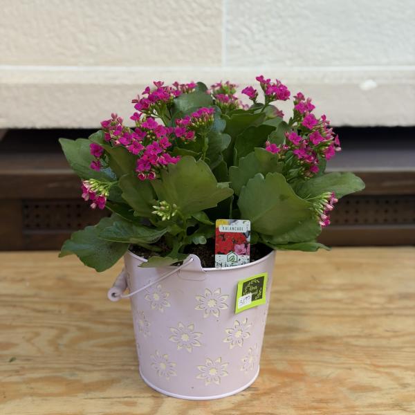 Flower Bucket Kalanchoe