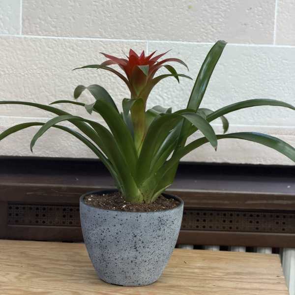 Concrete Pot Bromeliad