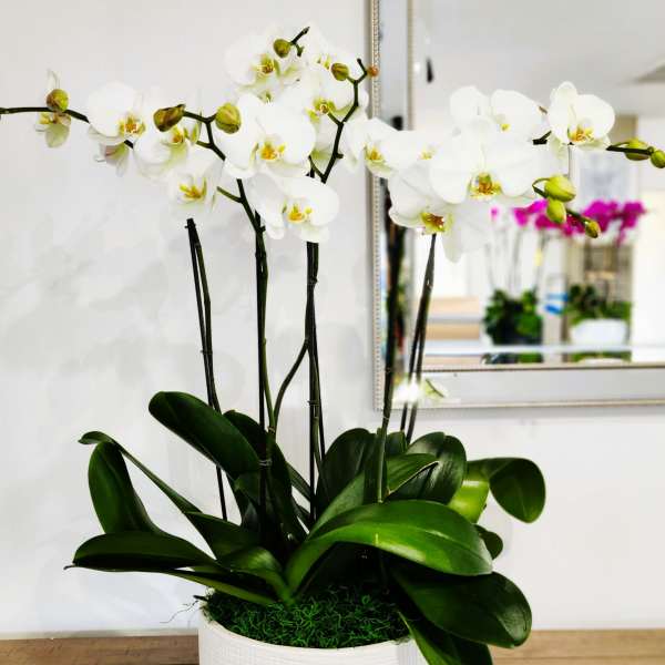 White orchid plant in a white pot