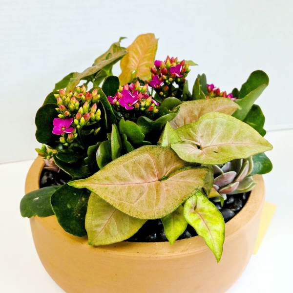 Potted arrangement with pink flowers and pale arrow-shaped leaves