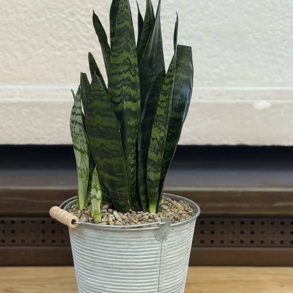 Snake Plant in Tin Bucket