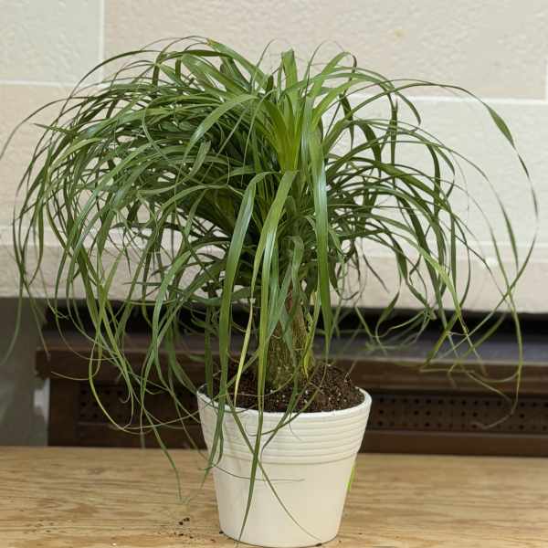 Ponytail Palm