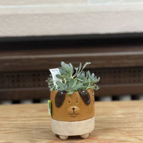4" Dog Succulent