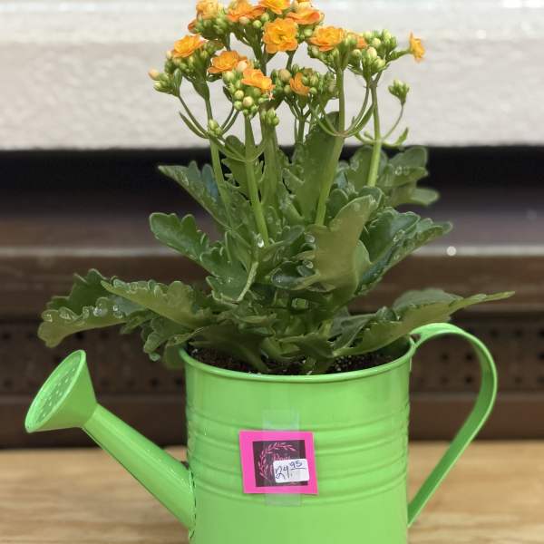 Watering Can Kalanchoe