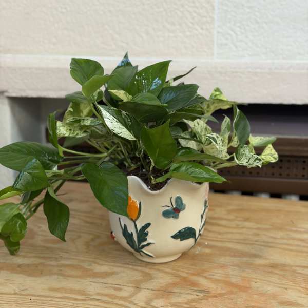 Flower Pot Pothos