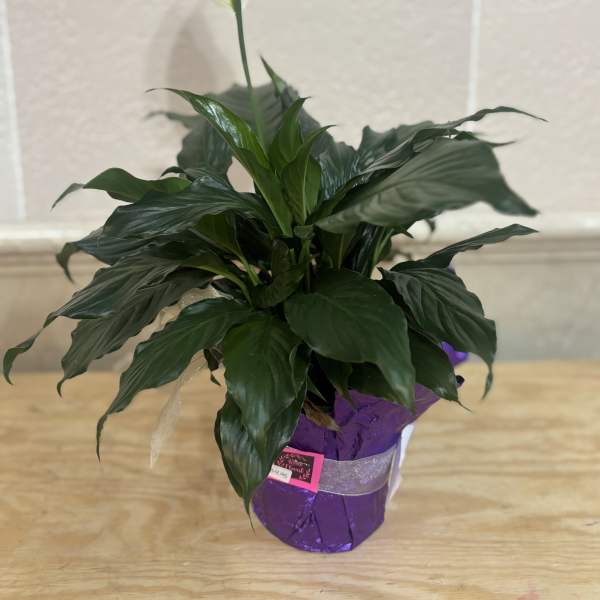 Potted peace lily plant with a single white bloom