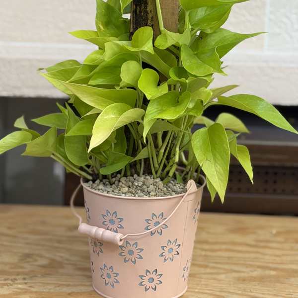 Neon Pothos Flower Bucket