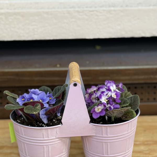 Double Violet Planter