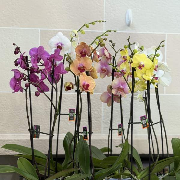 Orchid