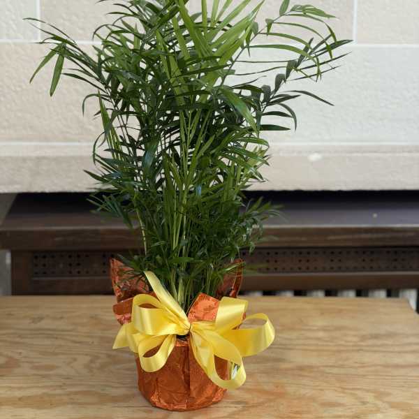 6" Wrapped Palm