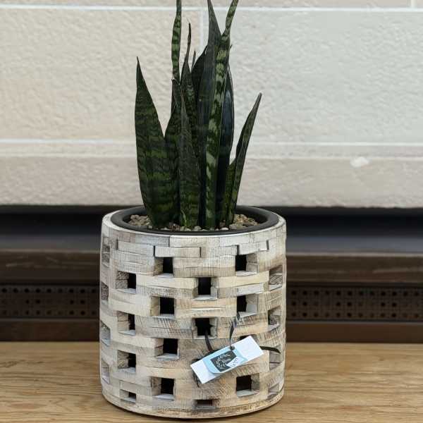 Rustic Wooden Snake Plant