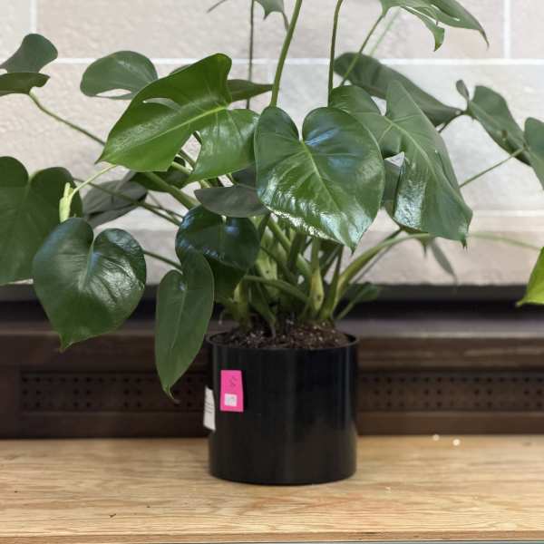 Black Pot Monstera