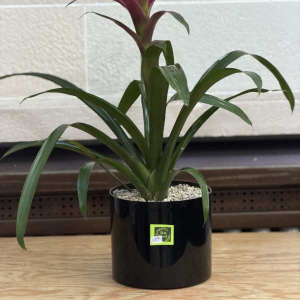 Black Pot Bromeliad