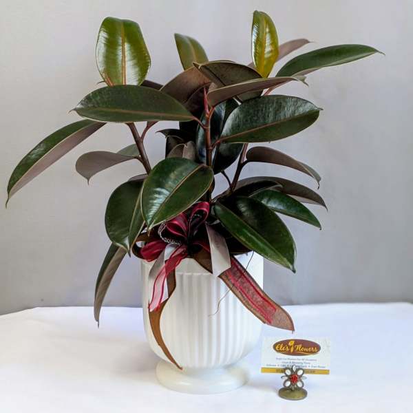 Classic Rubber Ficus - 6" Planter