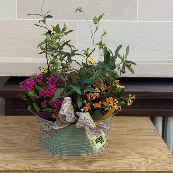 3 Kalanchoe Dish Garden