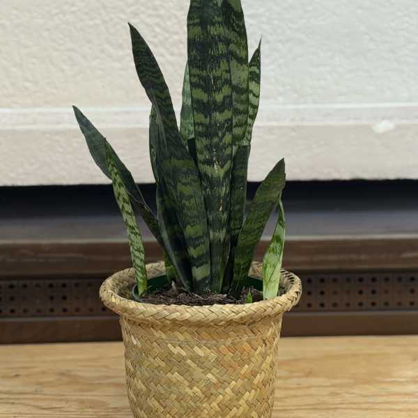 Snake Plant in Basket
