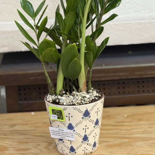 6" Ceramic Pot ZZ Plant